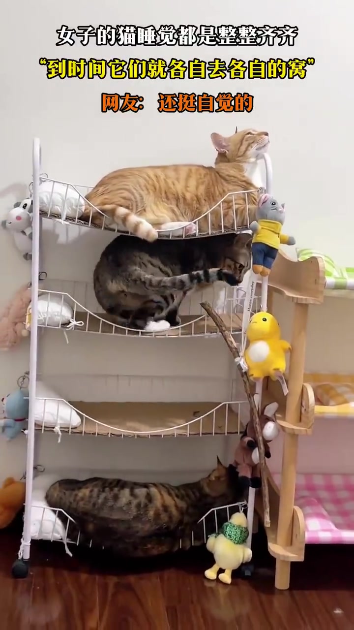 女子晒猫睡觉整整齐齐，到点各回各窝