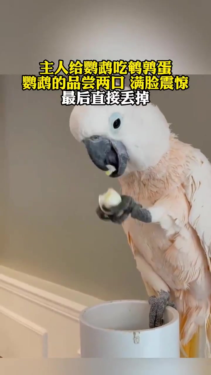 鹦鹉尝鹌鹑蛋后满脸震惊丢弃，网友：这表情绝了