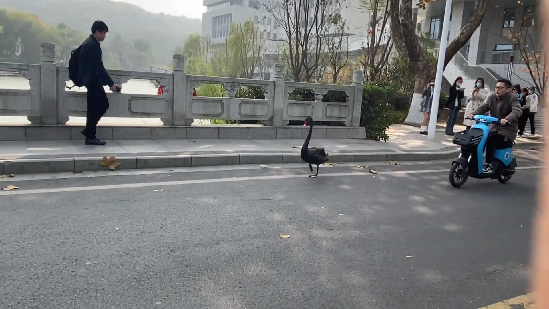 天鹅湖的黑天鹅跑到桥上来散步...