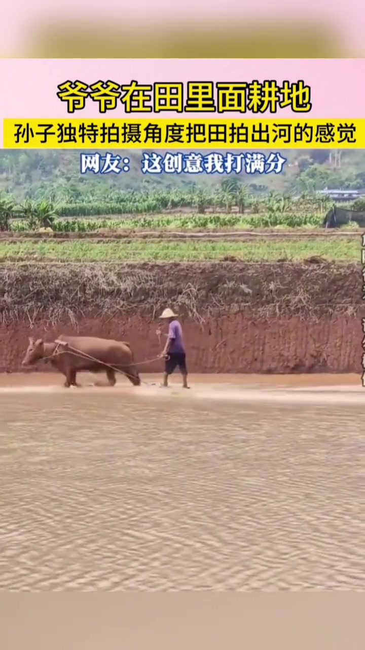 一人一牛闯江湖！爷爷在田里面耕地，孙子把田拍出河的感觉