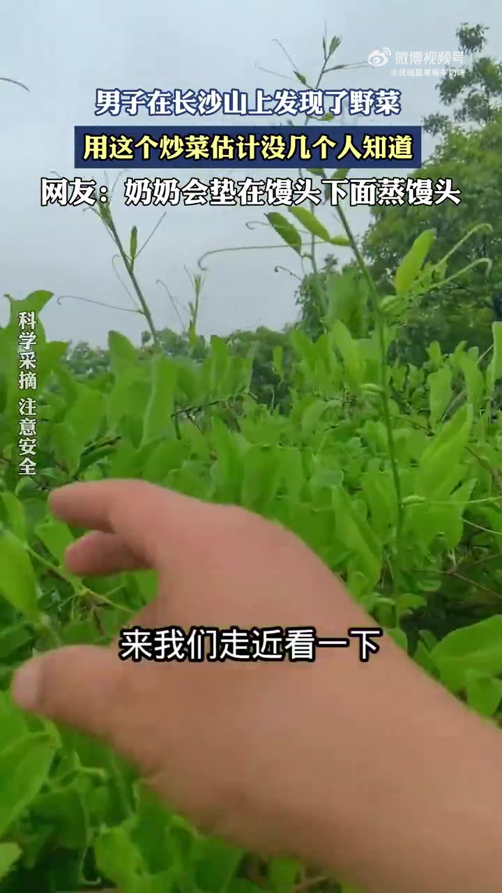 男子长沙山上寻得野菜，独特炒菜食材引好奇