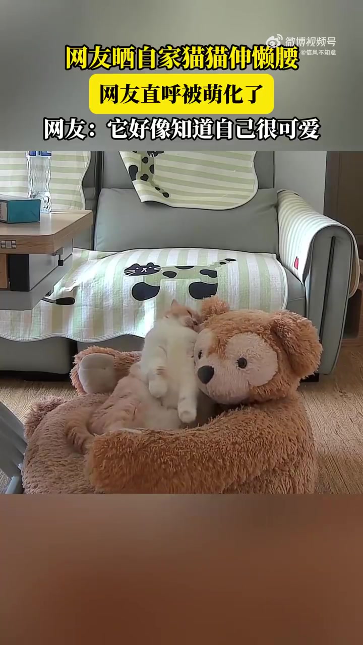 网友晒猫猫伸懒腰，网友直呼萌化了