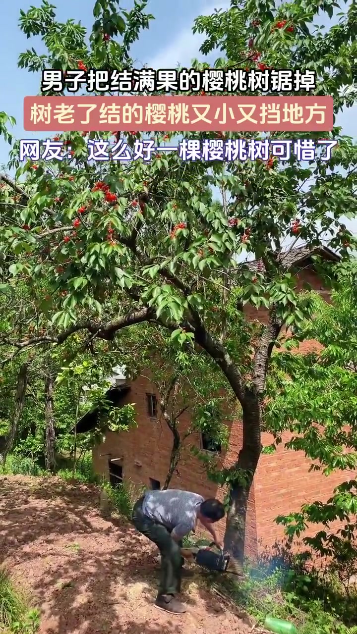 男子把结满果的樱桃锯掉，树老了结的樱桃又小又挡地方！