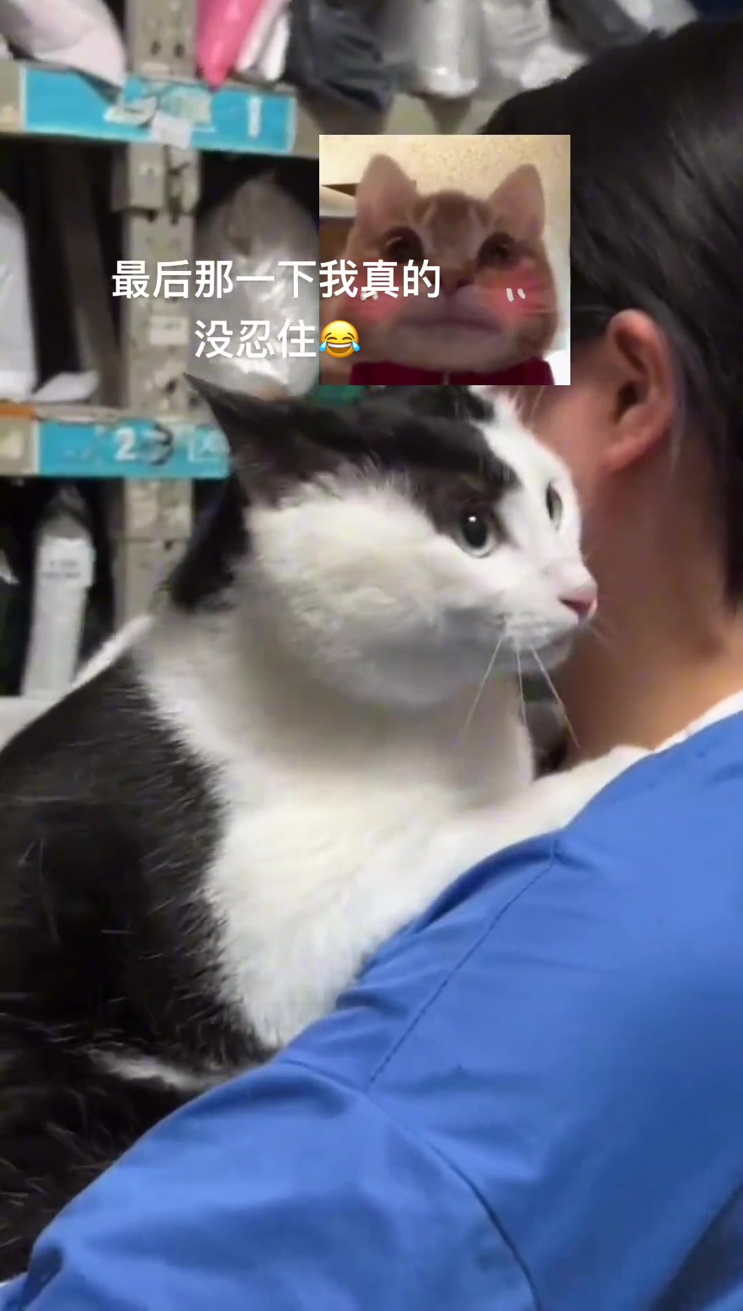 取快递遇到一直叫的大肥猫，最后那一下真的太好笑了