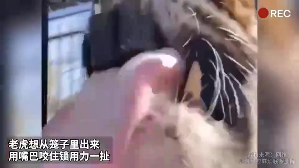 现在知道为啥叫老虎钳了吗！