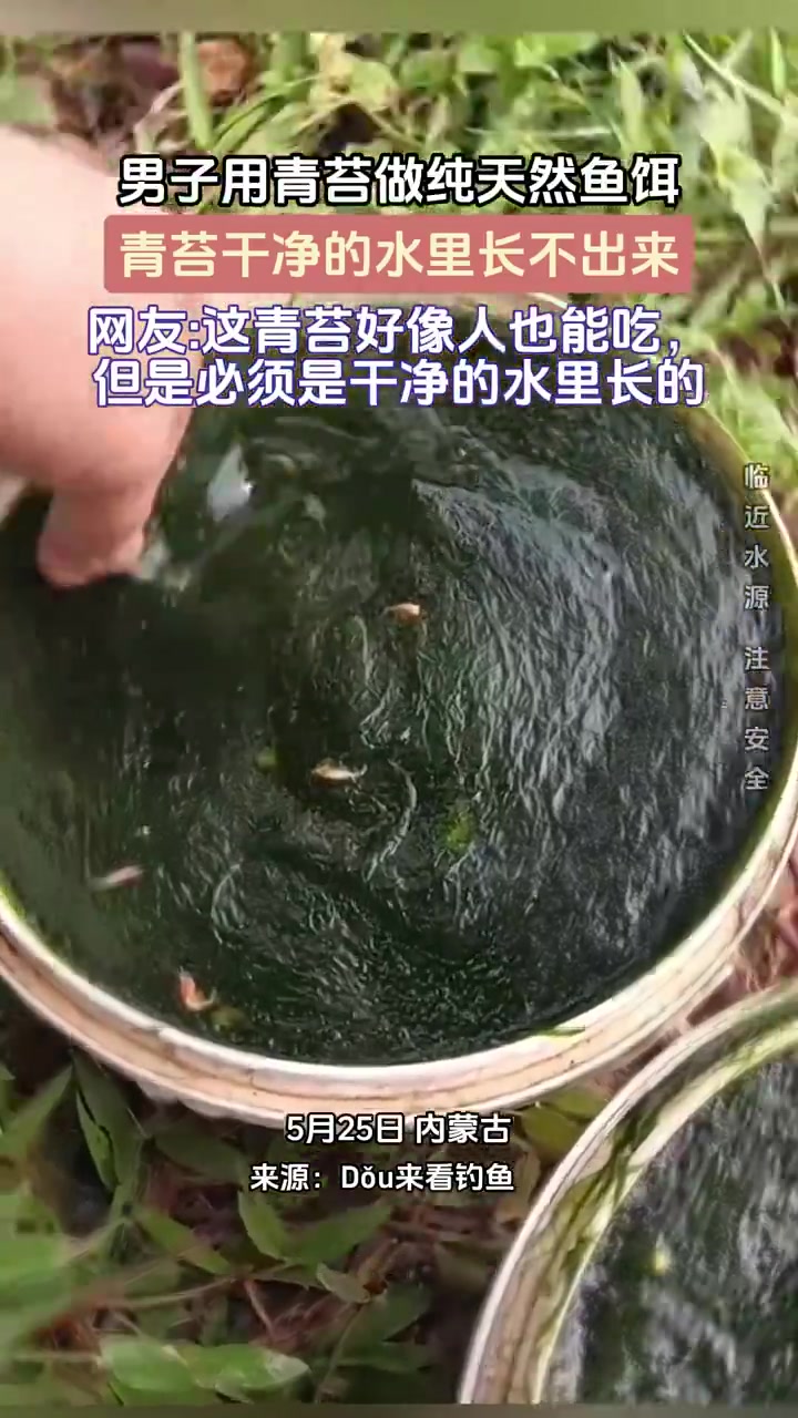 男子用青苔做纯天然鱼饵