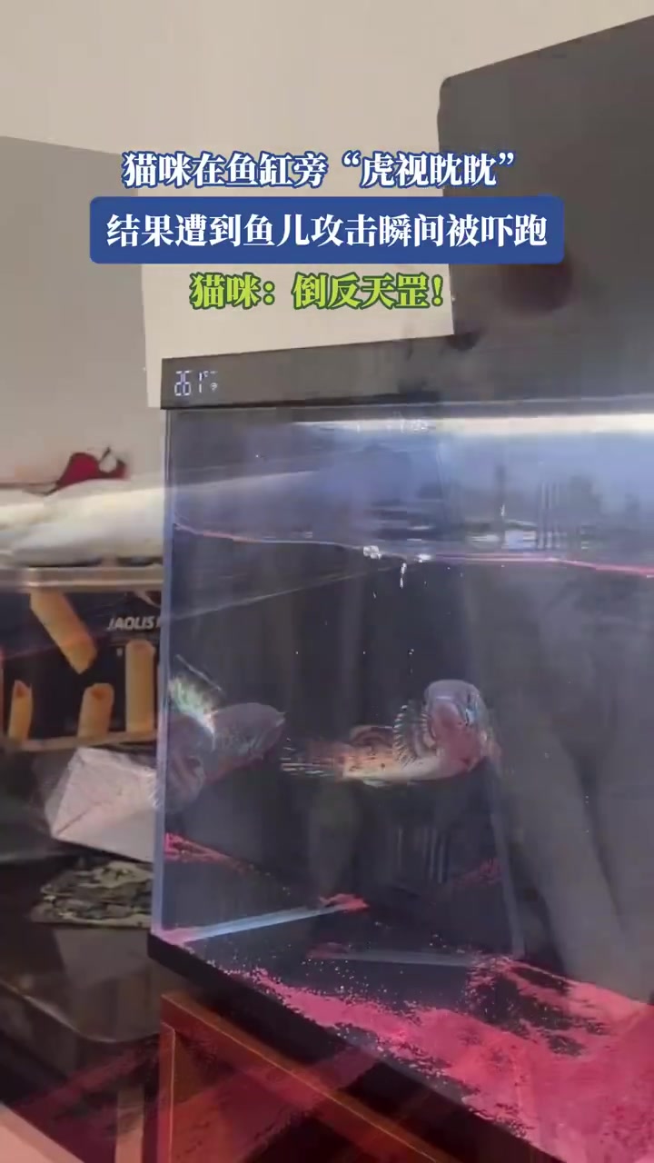猫咪在鱼缸旁虎视眈眈结果遭到鱼儿攻击瞬间被吓跑
