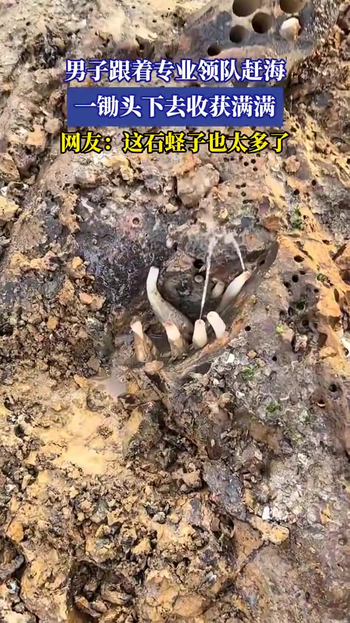 男子跟着专业领队赶海一锄头下去收获满满