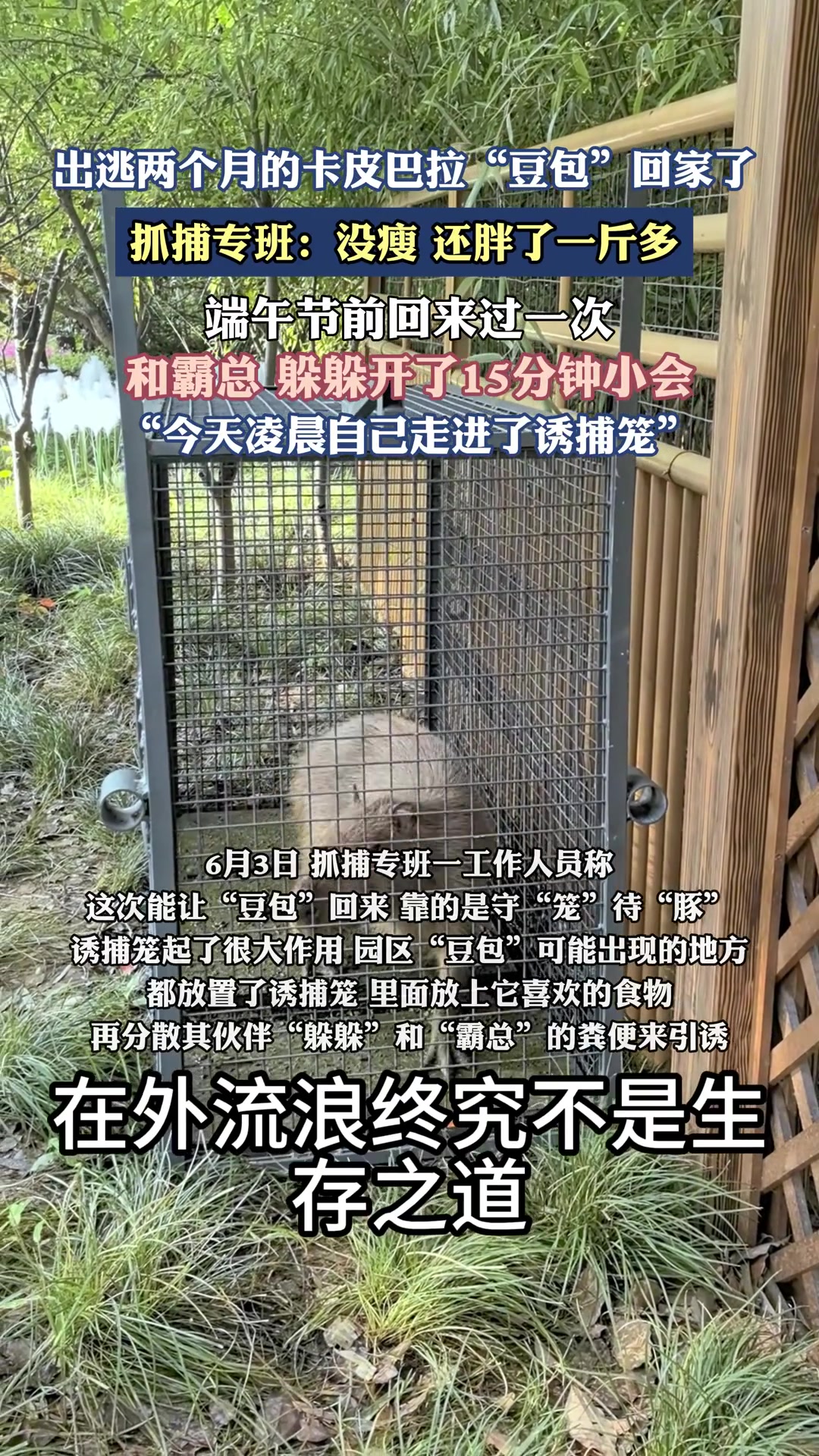 出逃两月的卡皮巴拉“豆包”回家了，抓捕专班：没瘦还胖了一斤多