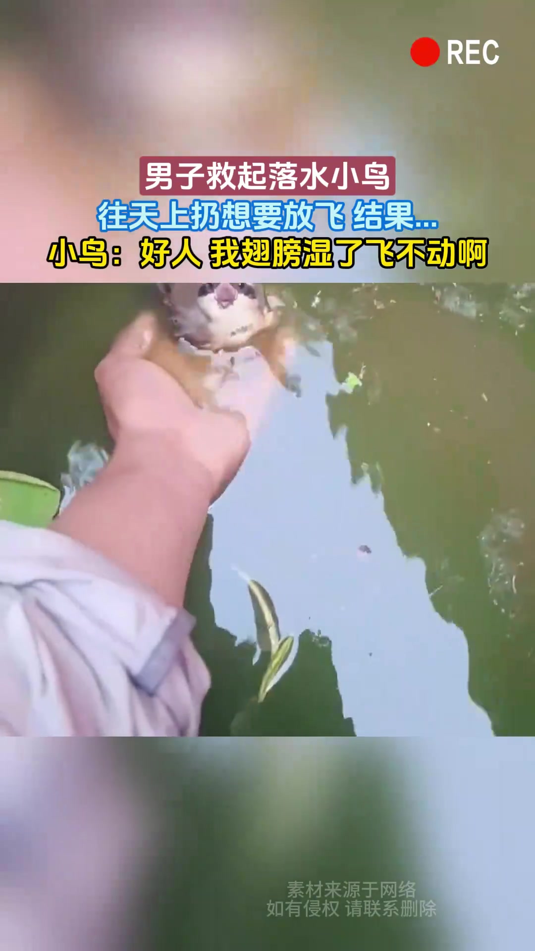 男子救起落水小鸟，往天上扔想要放飞结果