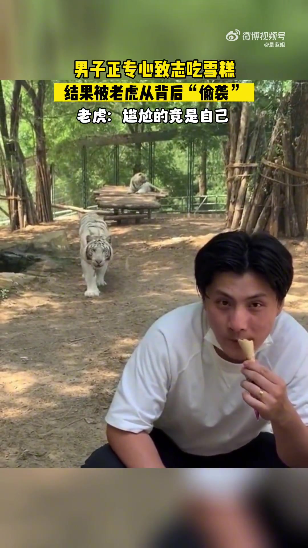 老虎偷袭，却以失败告终