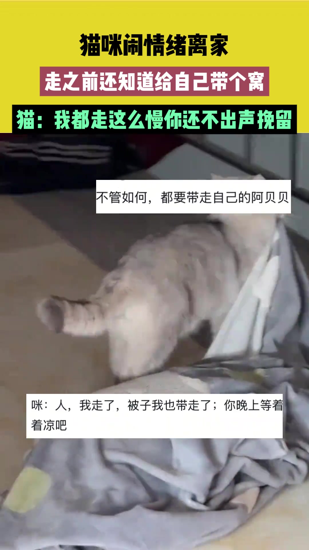 猫咪闹情绪离家，走之前还知道给自己带个窝