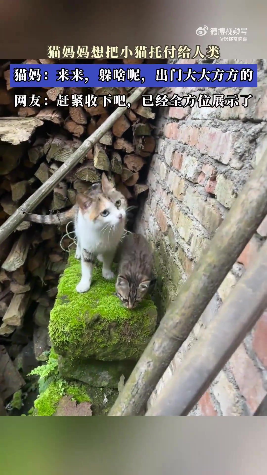 猫妈妈欲将小猫托付人类：“别躲，大方出门！”