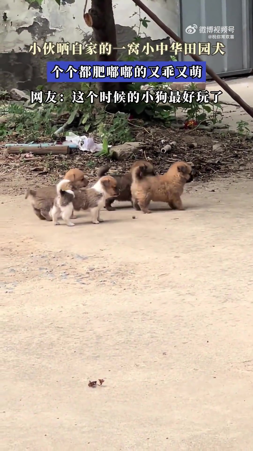 小伙晒自家一窝肥嘟嘟的小中华田园犬，又乖又萌！