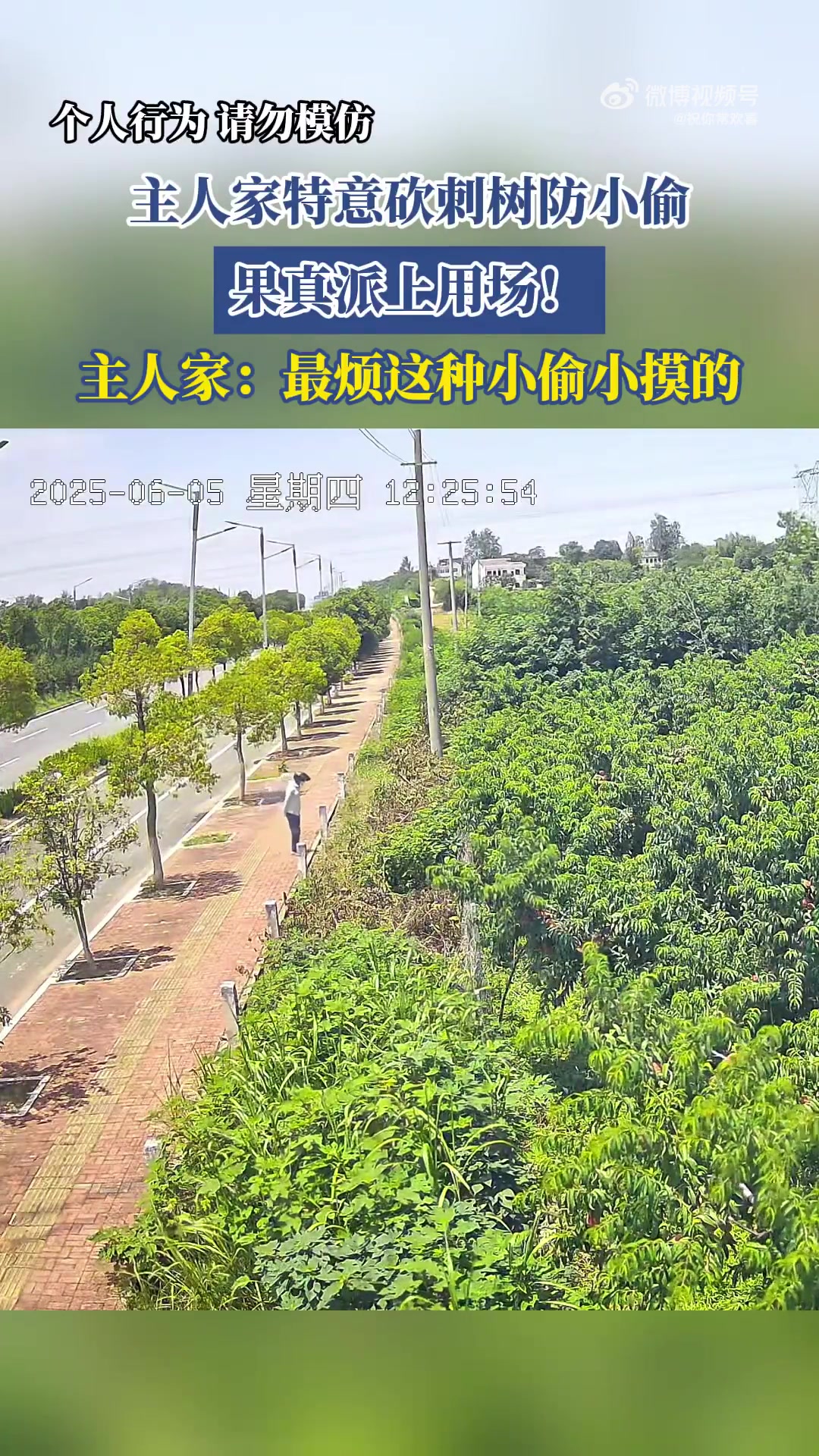 主人家砍刺树防小偷，关键时刻真起作用！