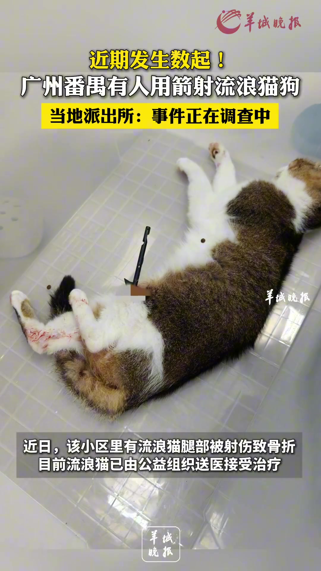 近期发生数起！广州番禺有人用箭射流浪猫狗