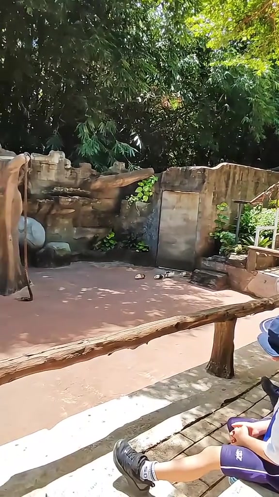 荷兰猪动物园！！
