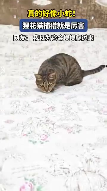 狸花猫捕猎如小蛇般敏捷，网友：这速度绝了