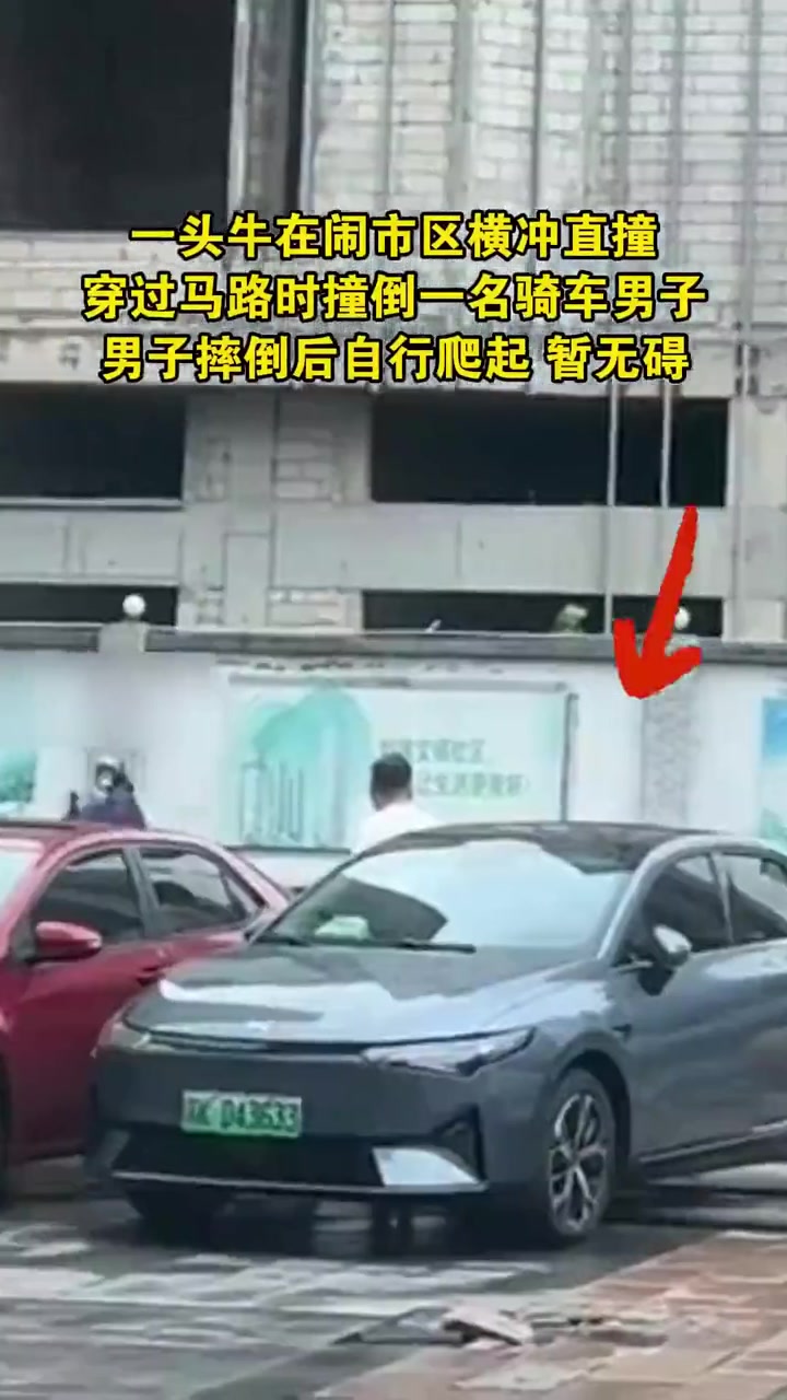 街头惊险疯牛乱窜撞倒行人,民警合力围捕将其击毙
