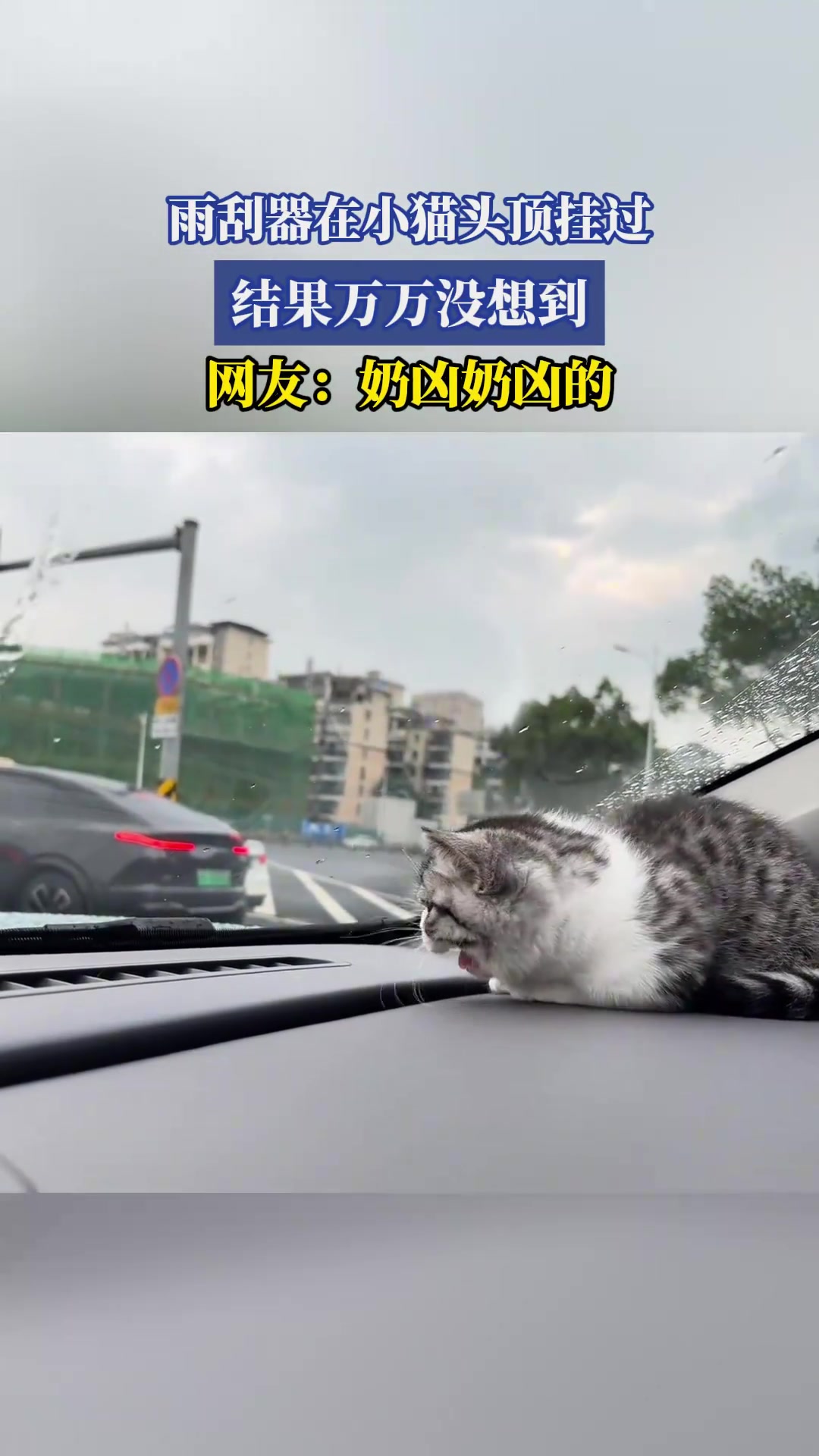 雨刮器在小猫头顶挂过，结果万万没想到，网友：奶凶奶凶的