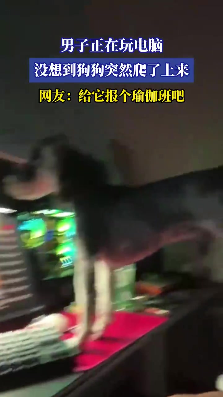 男子正在玩电脑没想到狗狗突然爬了上来