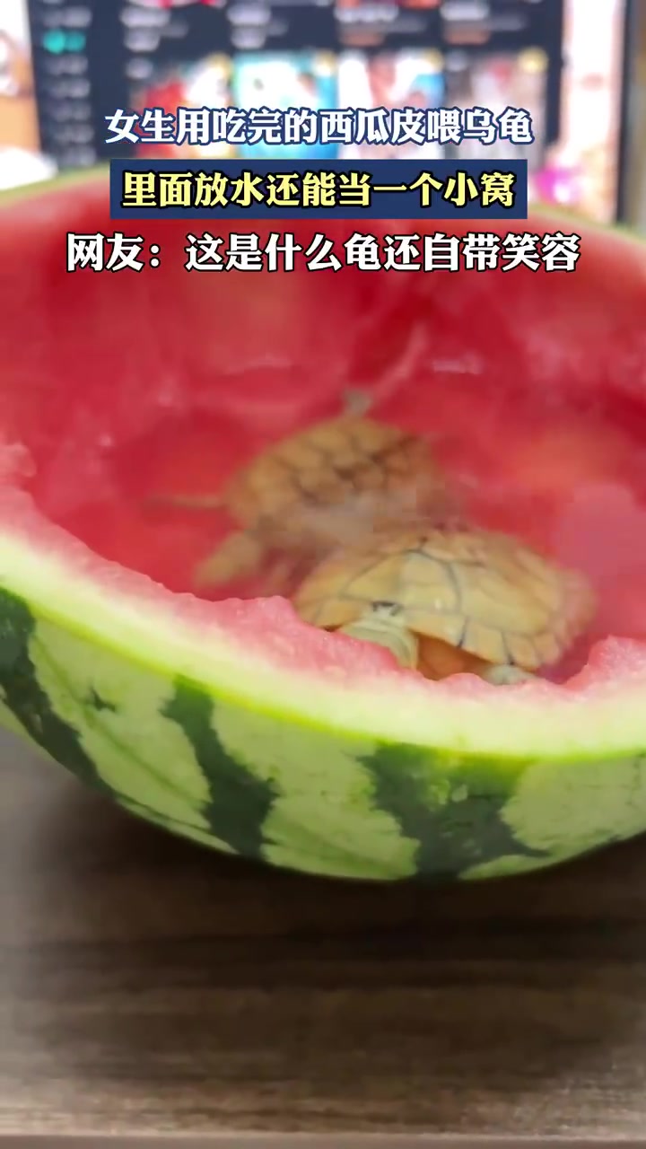 女生用吃完的西瓜皮喂乌龟里面放水还能当一个小窝