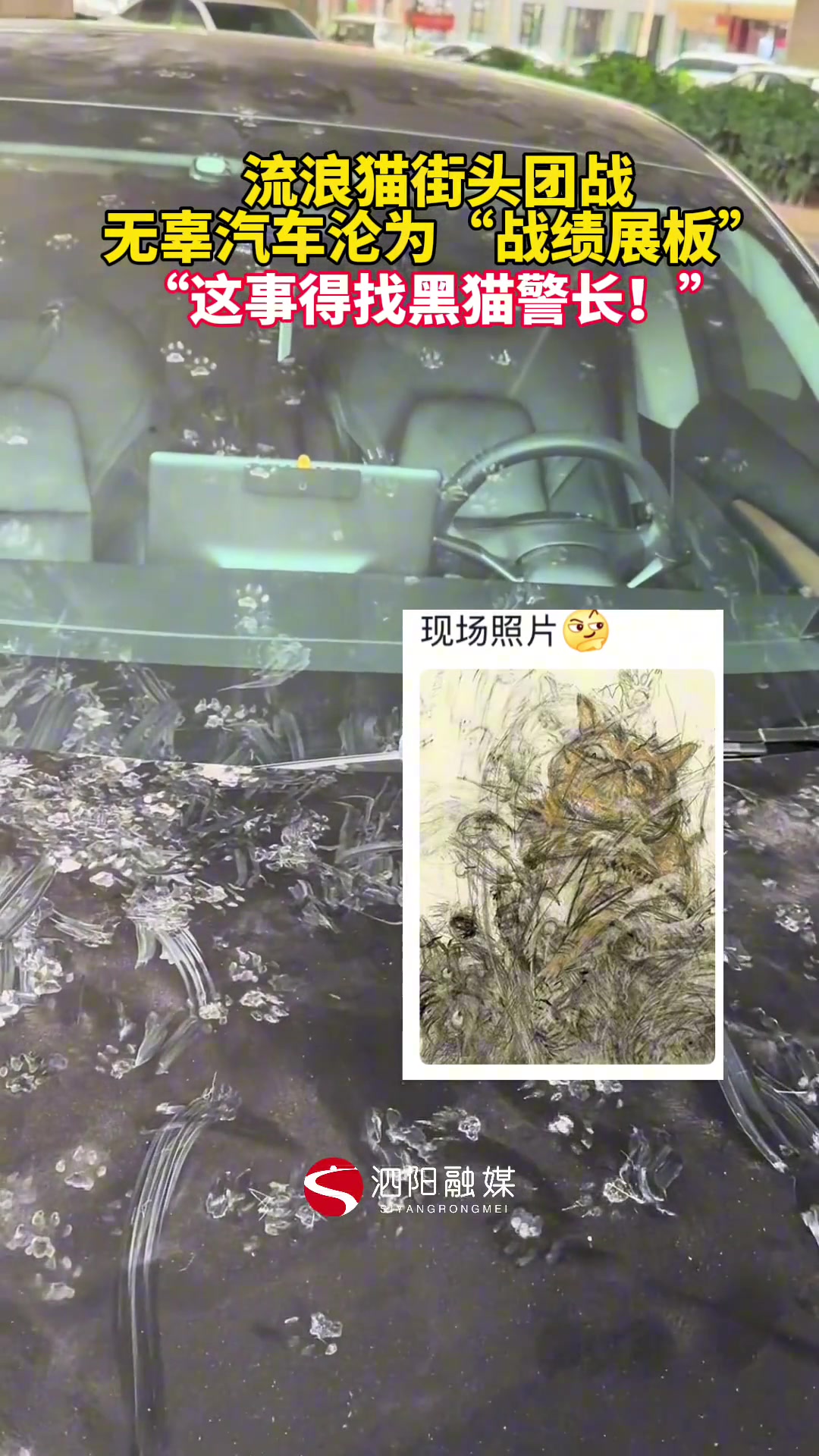 流浪猫街头团战，无辜汽车沦为“战绩展板”
