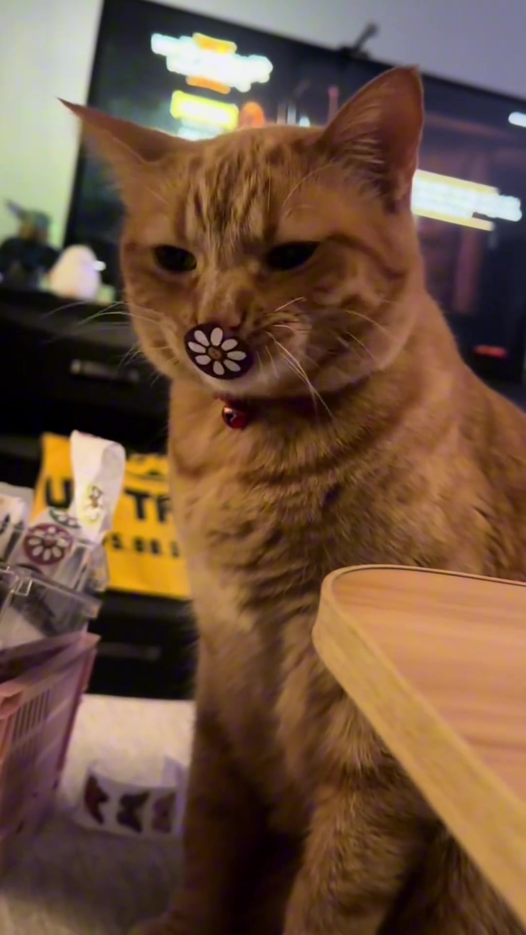 猫咪：我的嘴好像被什么脏东西缠上了