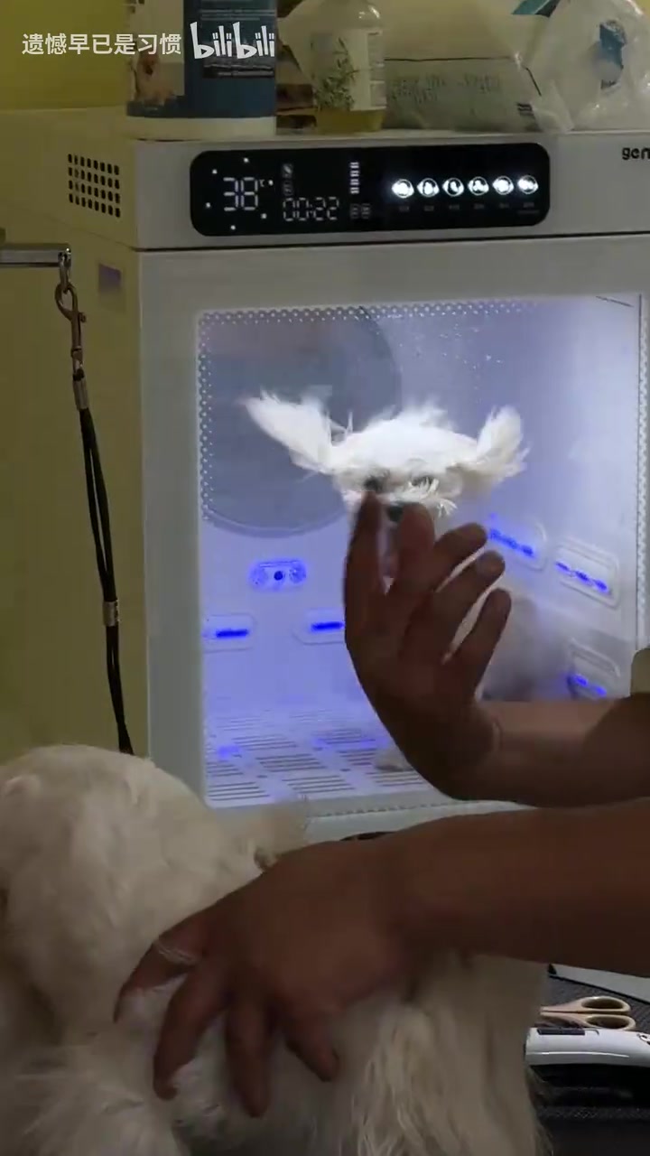 这才是真正的潦草小狗