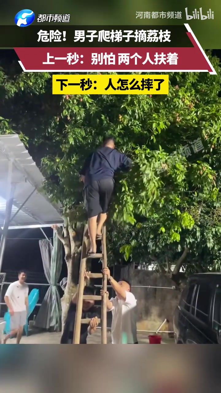 男子爬梯子摘荔枝，上一秒：别怕，下一秒：人怎么摔了