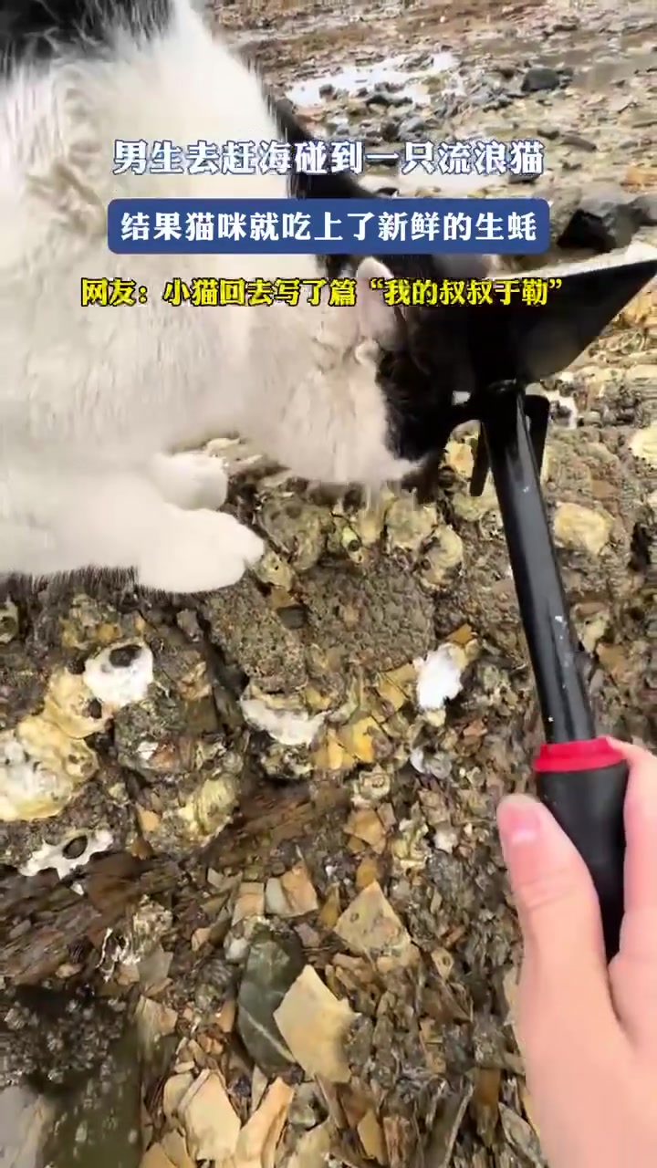 男生去赶海碰到一只流浪猫，结果猫咪就吃上了新鲜的生蚝