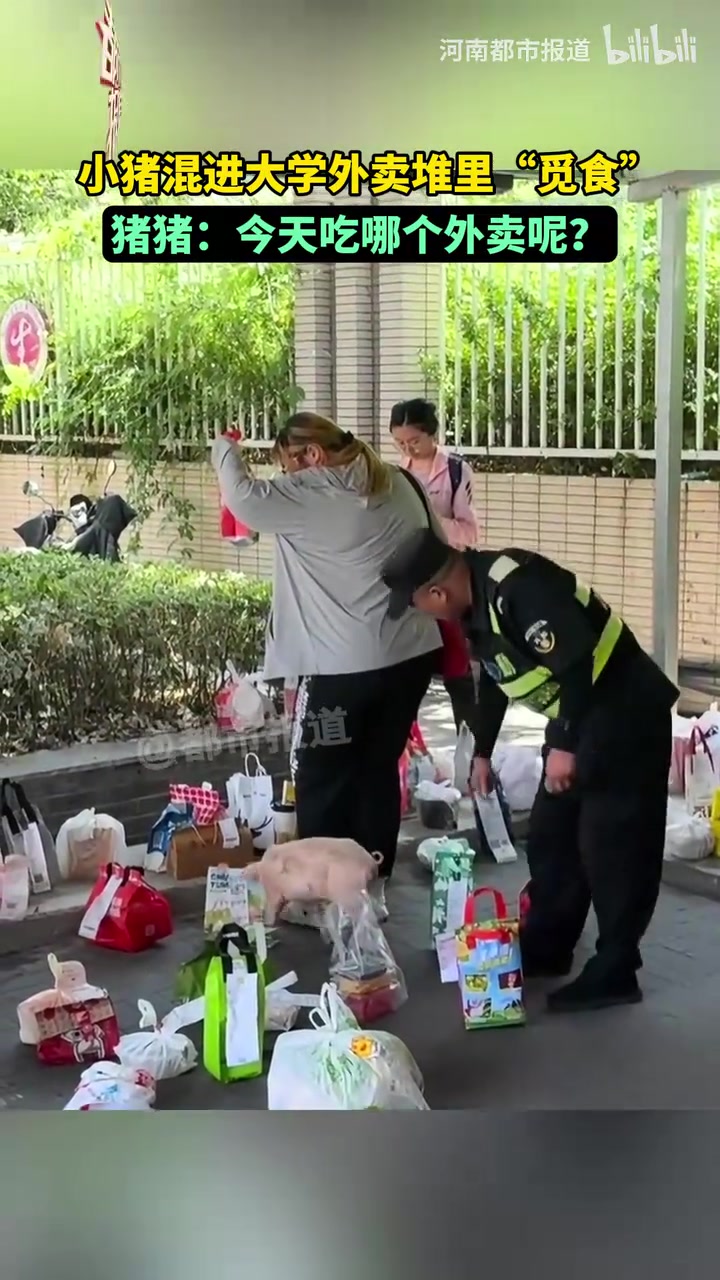 小猪混进了外卖堆里“觅食”，猪猪：今天吃哪个外卖呢