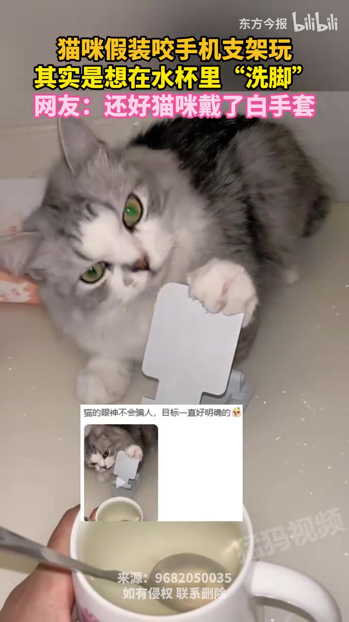 猫咪假装咬手机支架玩，其实是想在水杯里“洗脚”