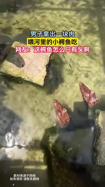 男子拿出一块肉，喂河里的小鳄鱼吃