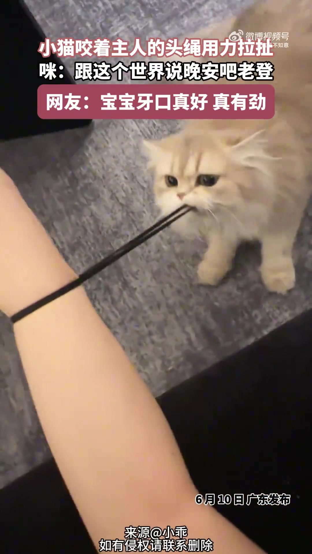 小猫咬着主人头绳用力扯：老登，准备说晚安咯