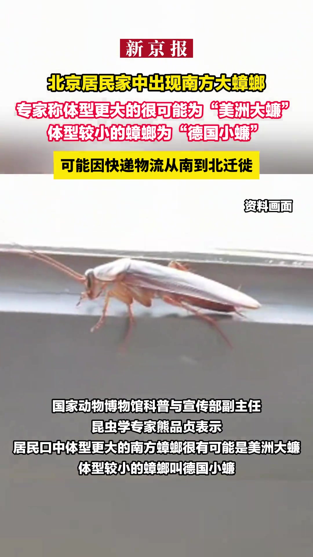 北京居民家中出现南方大蟑螂可能因快递物流从南到北迁徙