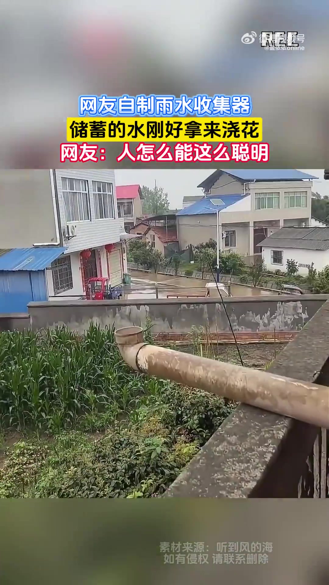 网友自制雨水收集器，储蓄的水刚好拿来浇花