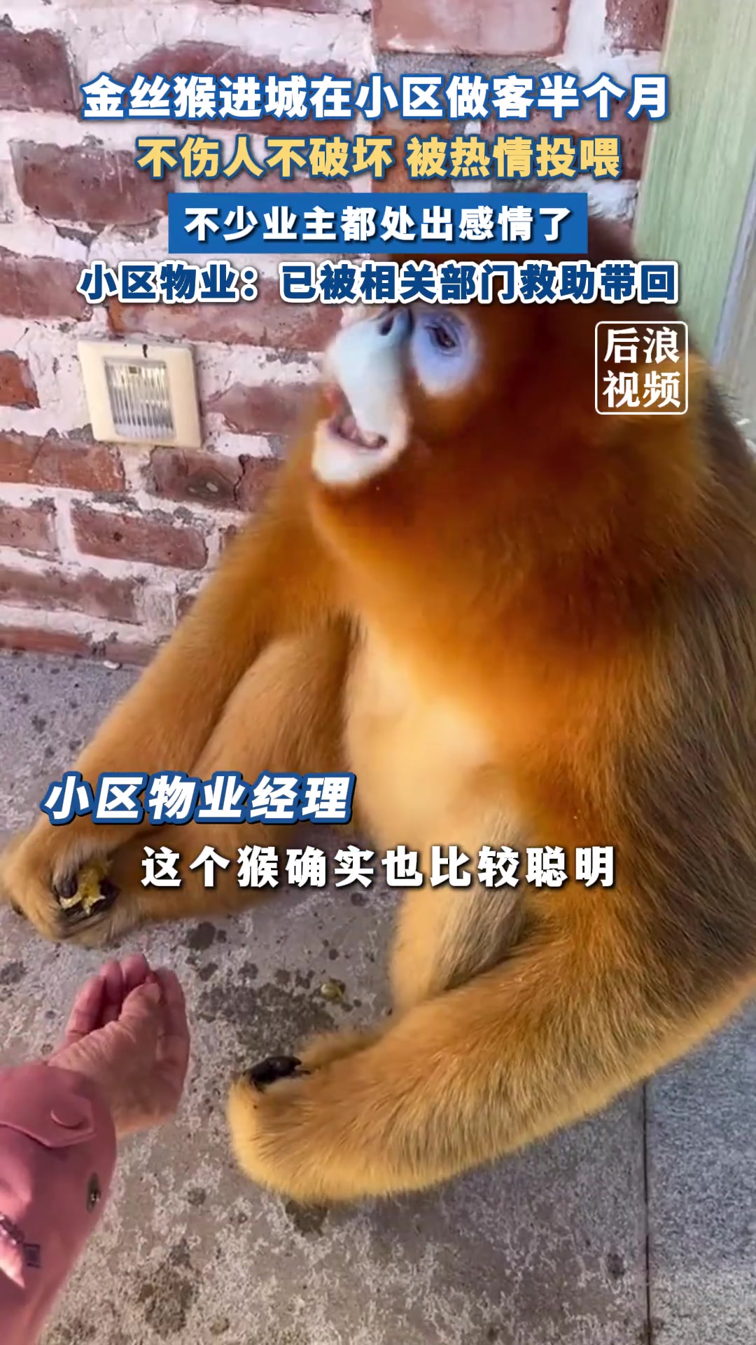 金丝猴进小区做客半月被热情投喂