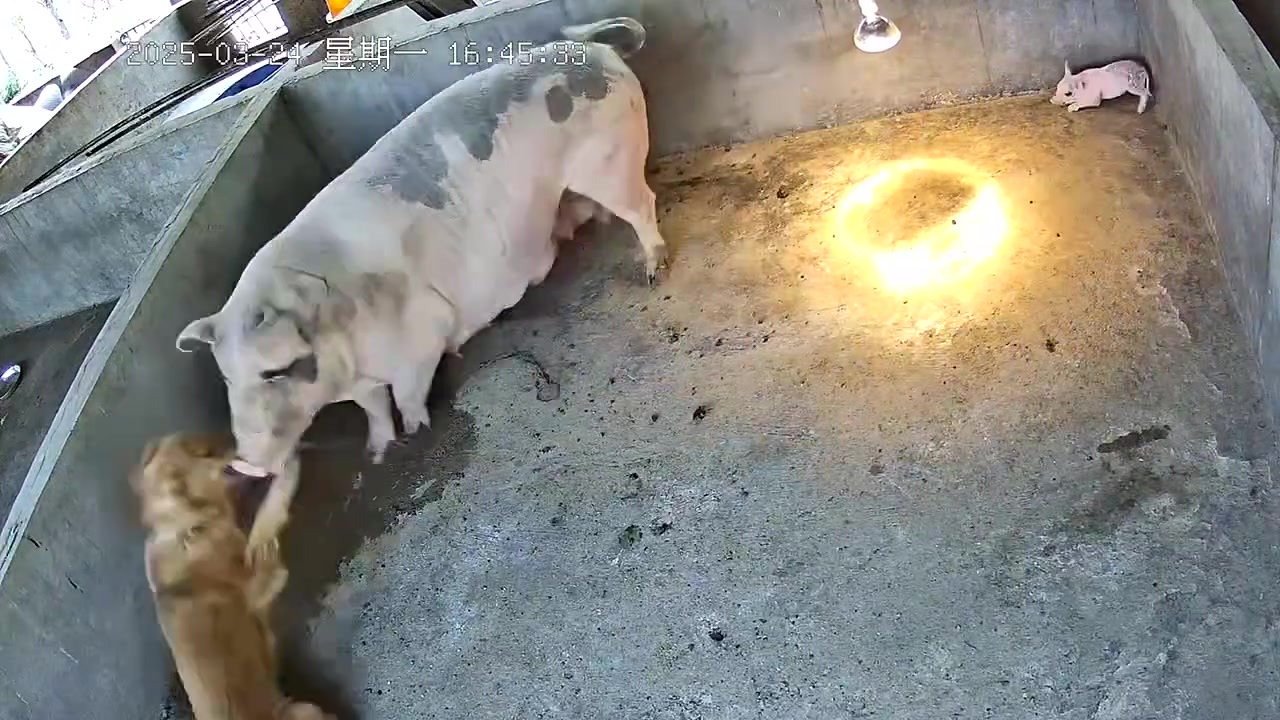 第一次见，原来猪这么厉害呢！！