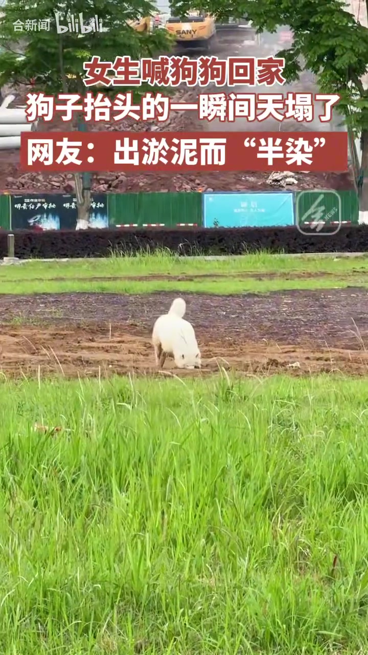 女生喊狗狗回家，狗子抬头的一瞬间天塌了