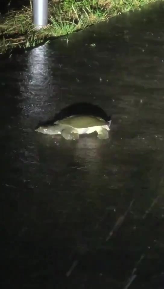 下雨天，鱼都上岸了