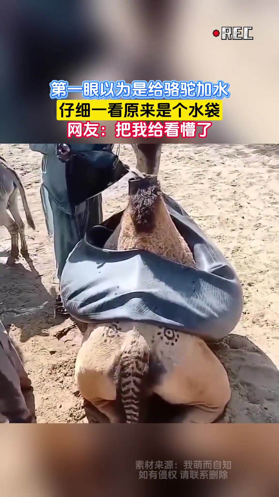 第一眼以为是给骆驼加水仔细一看原来是个水袋