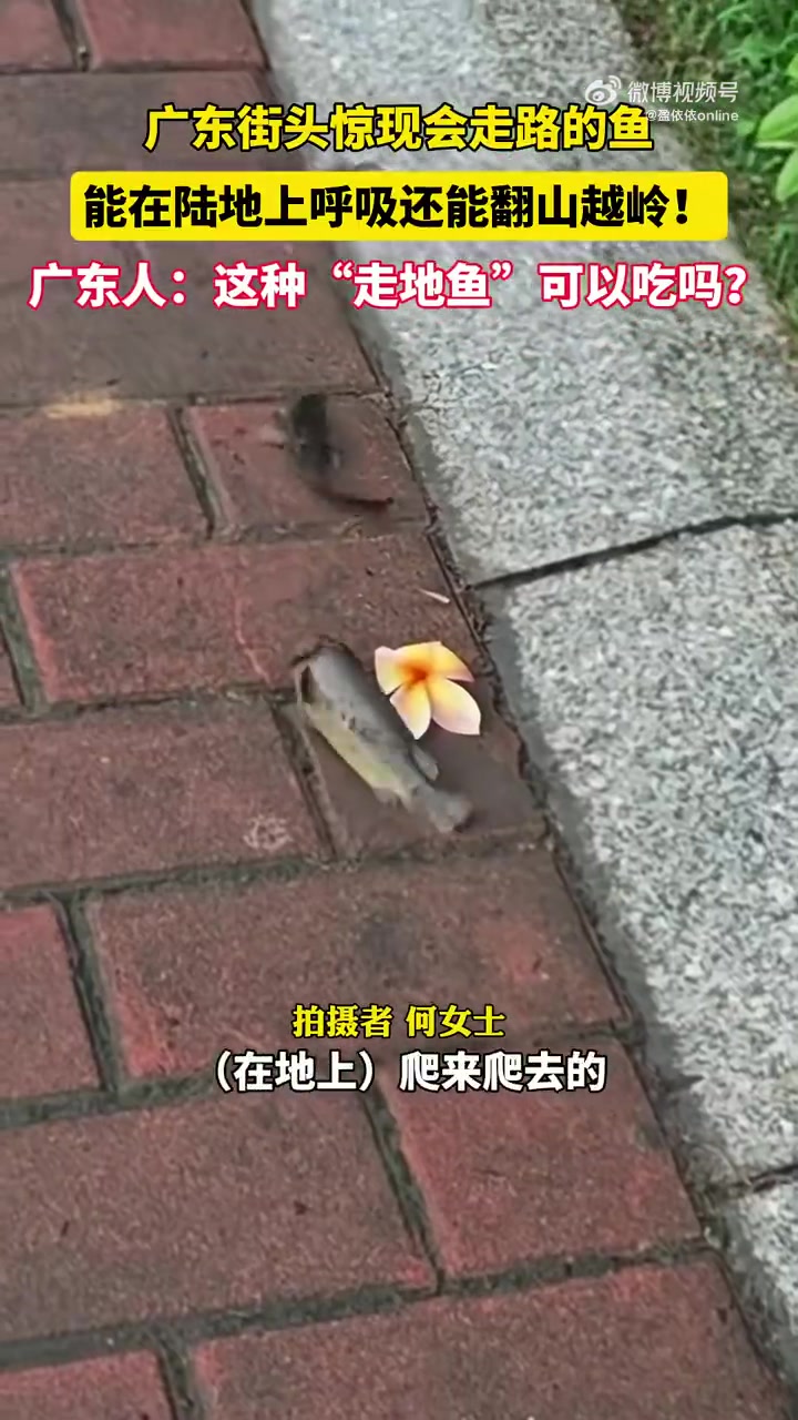 广东街头惊现会走路的鱼
