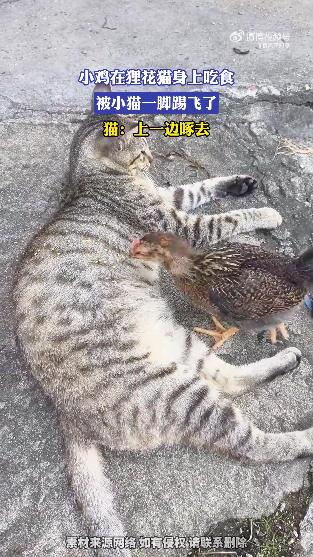 小鸡在狸花猫身上吃食遭一脚踢飞，猫：去一边啄