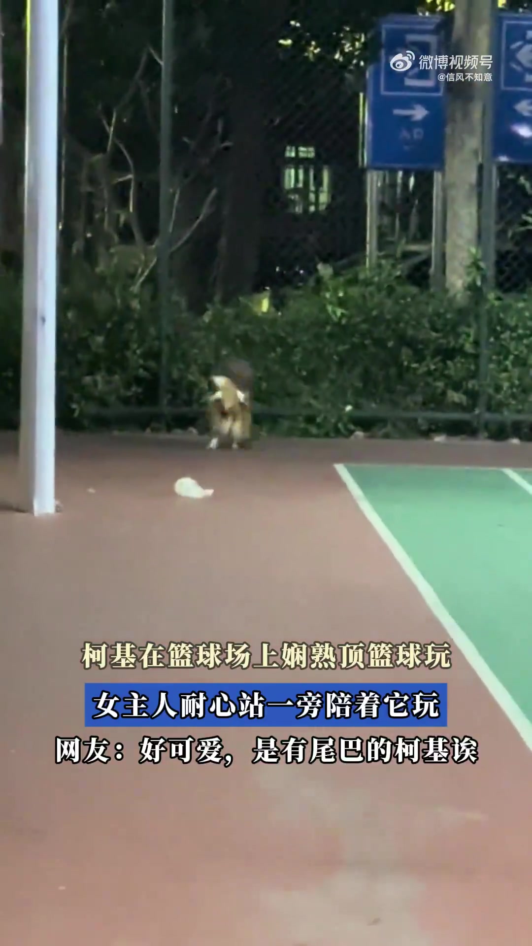柯基在篮球场娴熟顶球玩耍，女主人耐心陪伴