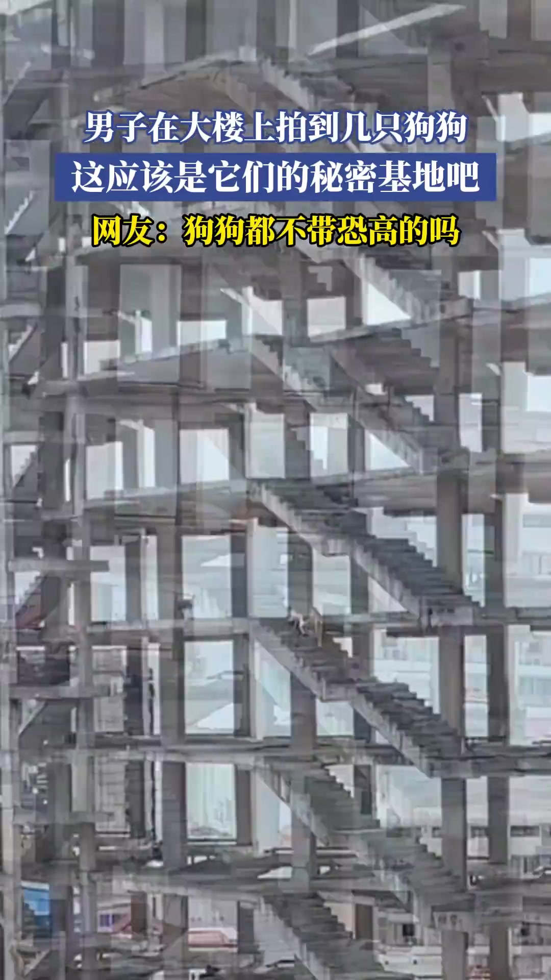 男子在大楼上拍到几只狗狗，这应该是它们的秘密基地吧