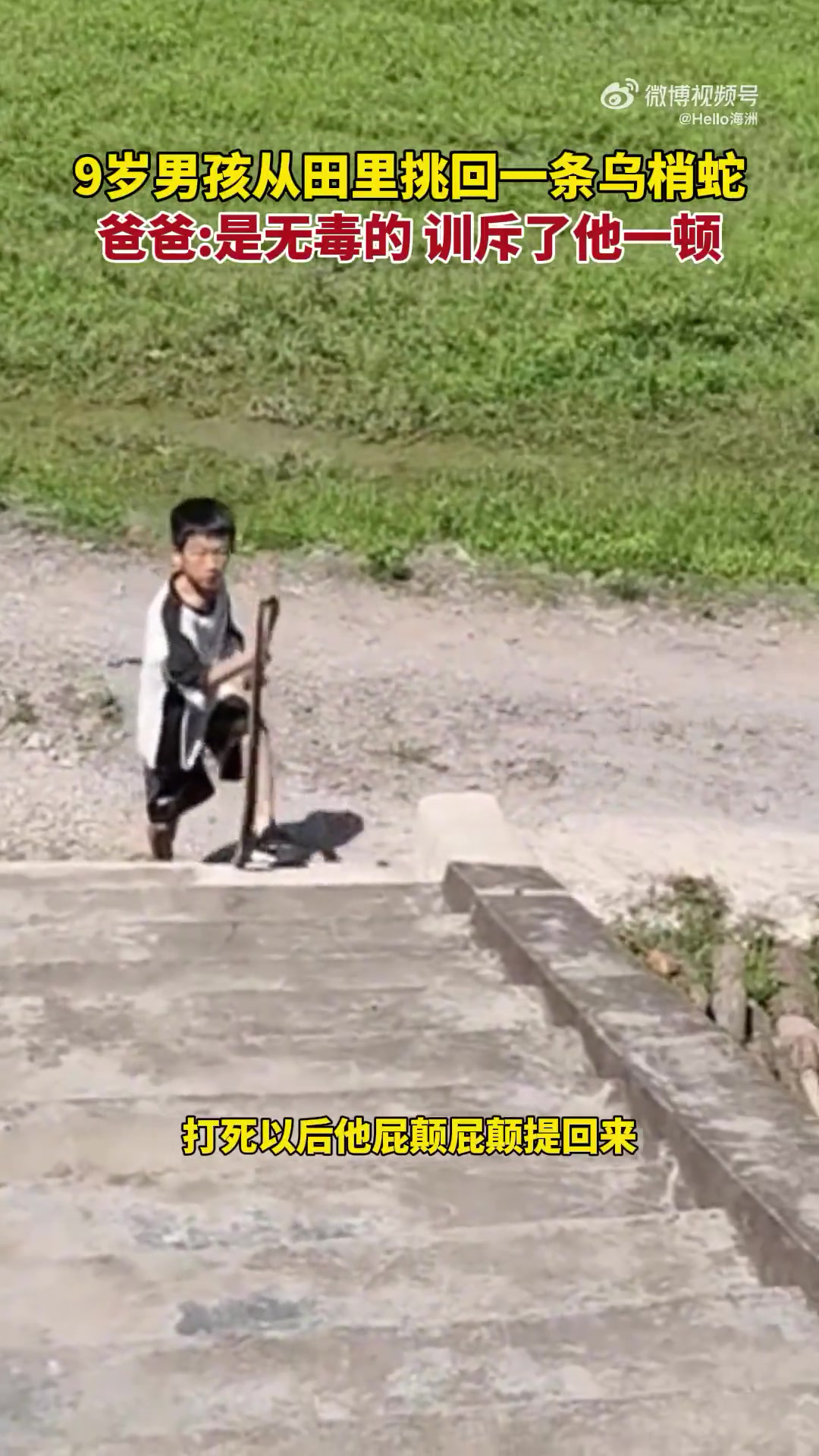 9岁男孩从田里挑回一条乌梢蛇