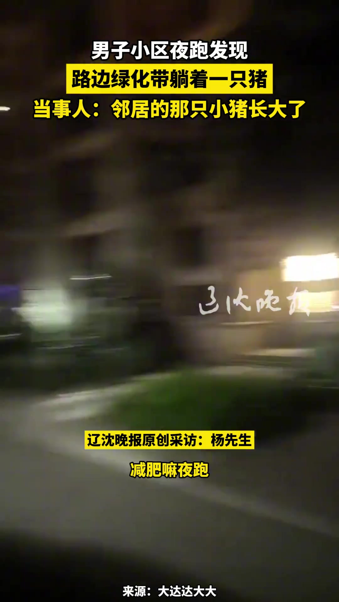 男子小区夜跑发现路边绿化带躺着一只猪