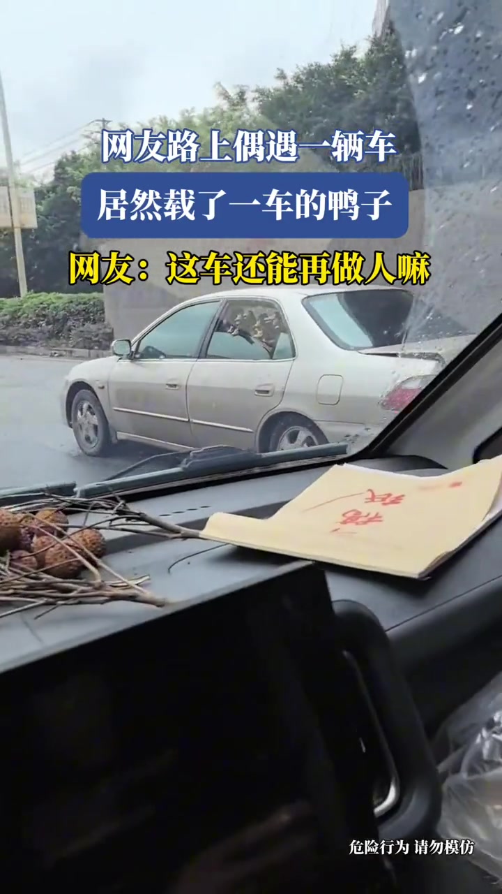 网友路上偶遇一辆车,居然载了一车的鸭子