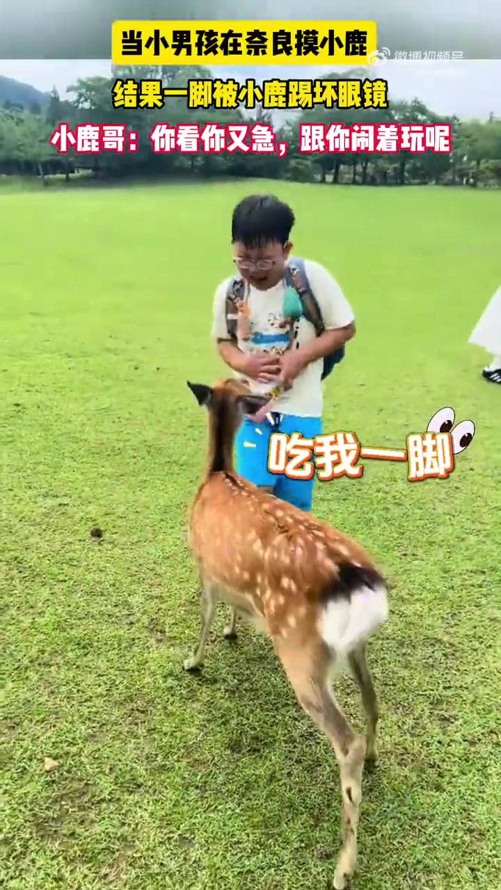 当小男孩在奈良摸小鹿结果一脚被小鹿踢坏眼镜